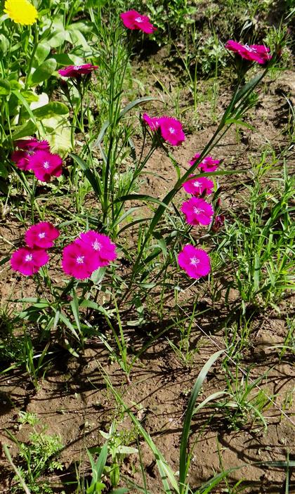 Dianthus chinensis